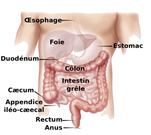 image colon